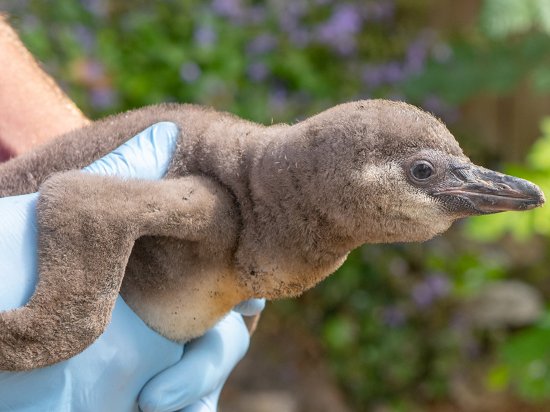 Penguin Chick Hatches Out at Birdland