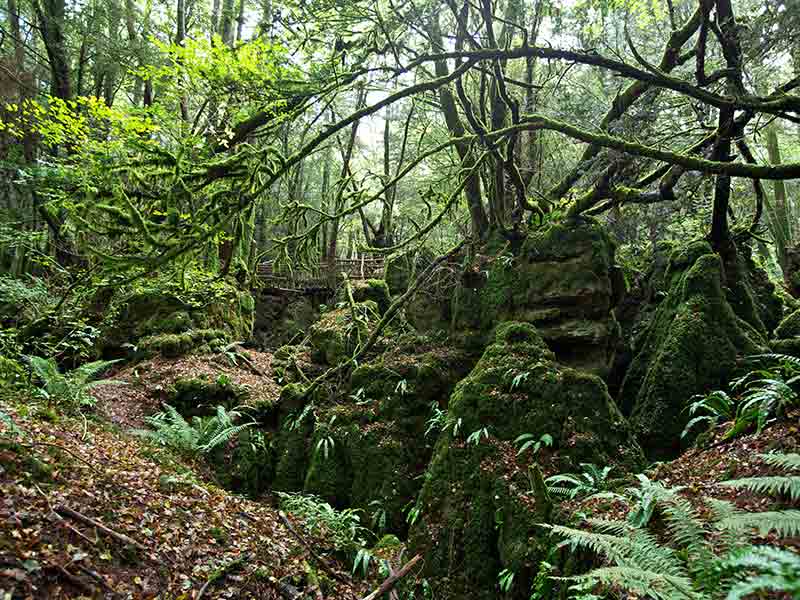 Puzzlewood in the Forest of Dean