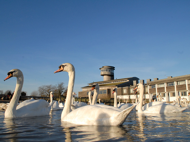 Swans at WWT Slimbridge