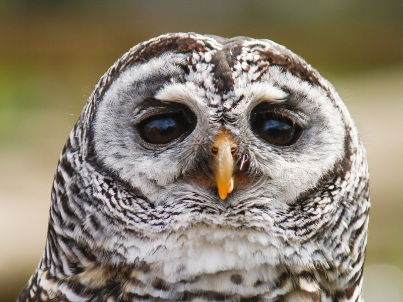 Owls at Birdland in the Cotswolds