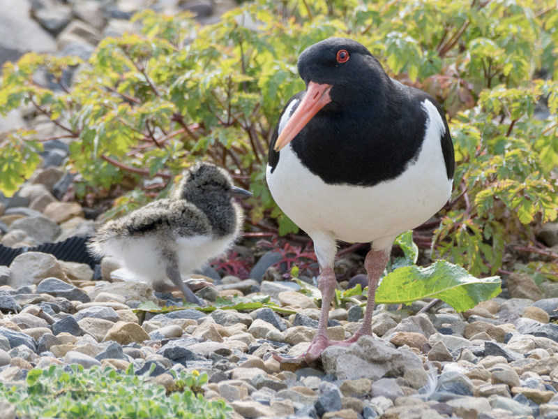 WWT Slimbridge Wetland Centre