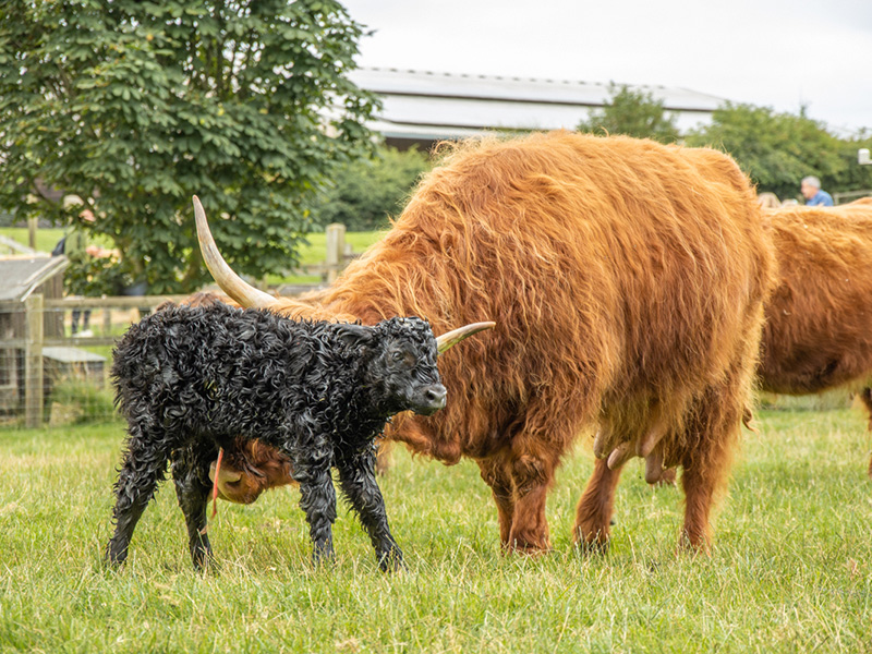 Adam Henson's Cotswold Farm Park