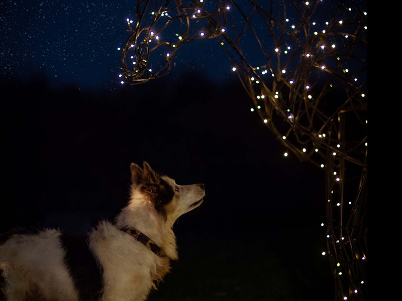 Enchanted Light Trail