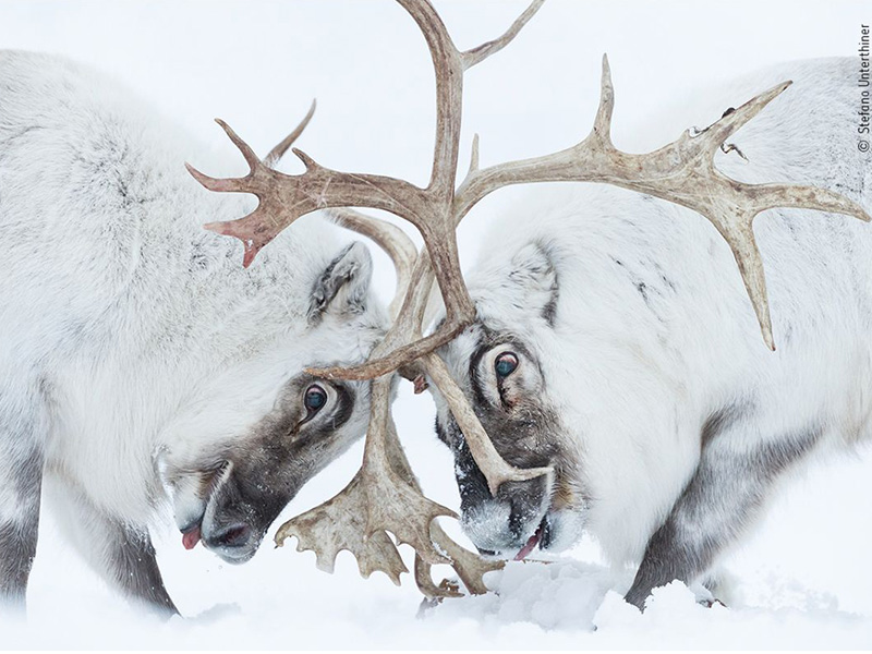 Wildlife Photographer of the Year at Nature in Art