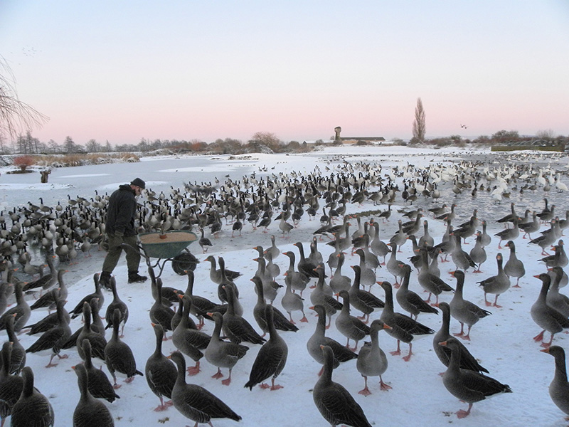 Dave Paynter WWT Slimbridge