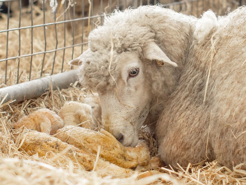 Lambs at Cotswold Farm Park