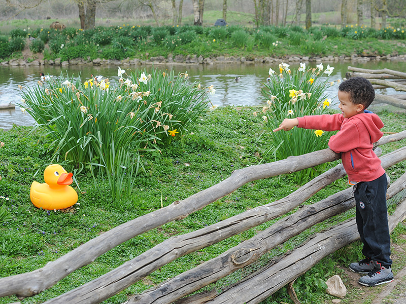 WWT Slimbridge Easter Duck