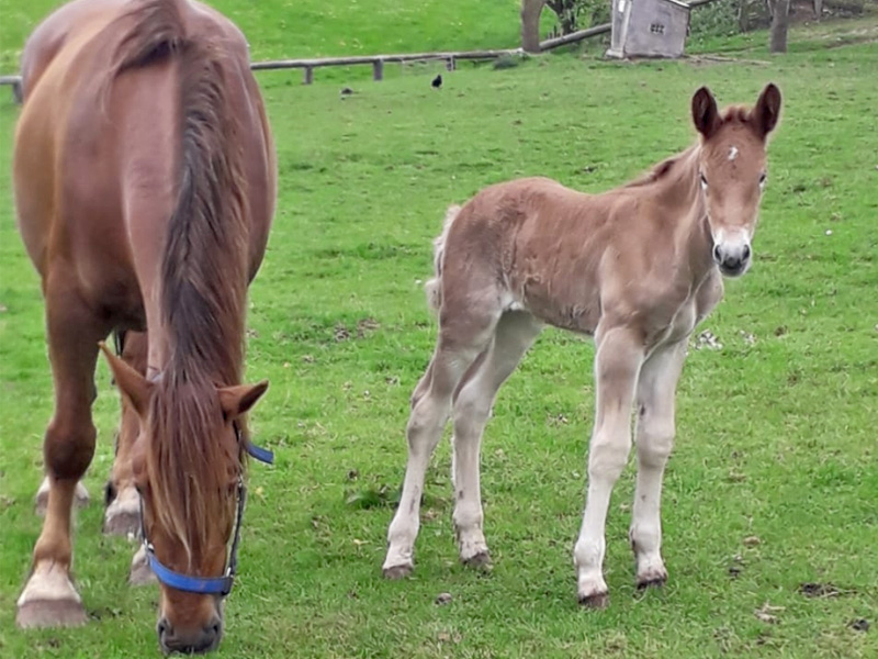 Cotswold Farm Park