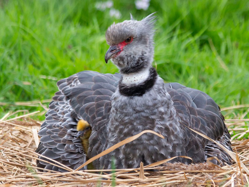 Screamer chick at WWT Slimbridge