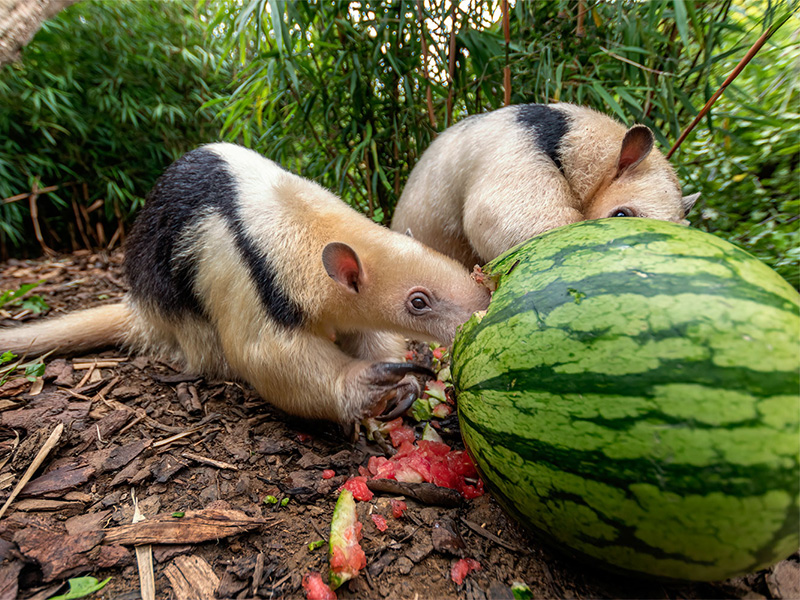 Animals cooling down at Cotswold Wildlife Park