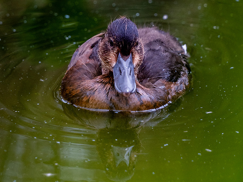 WWT Slimbridge in Gloucestershire bears pochard