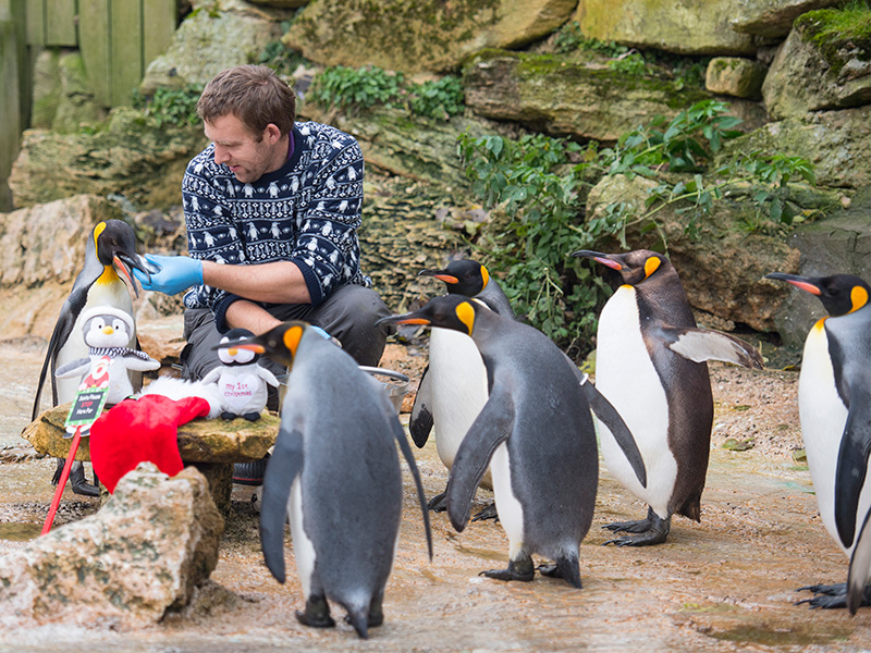 King Penguins at Birdland