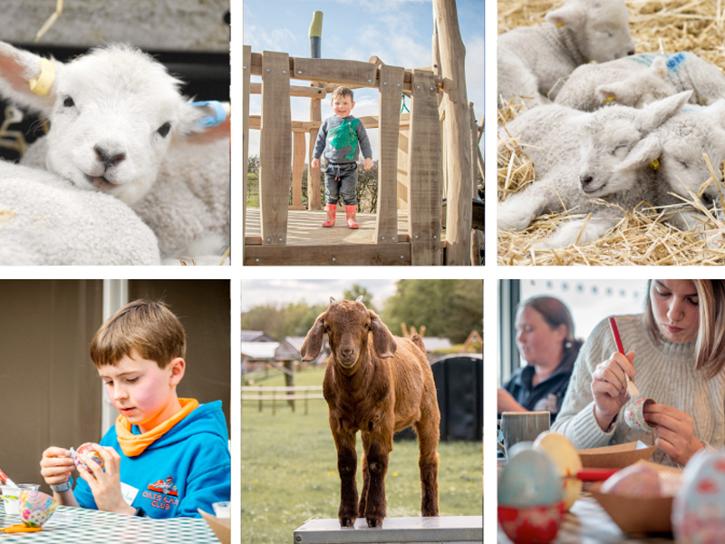 Easter at Cotswold Farm Park