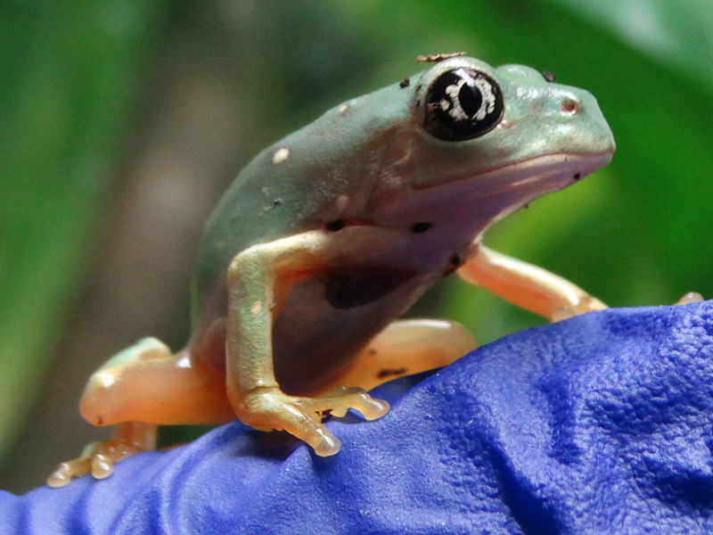 iant Mexican Leaf Frogs