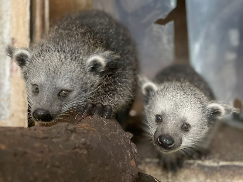 Binturong babies at Cotswold Wildlife Park