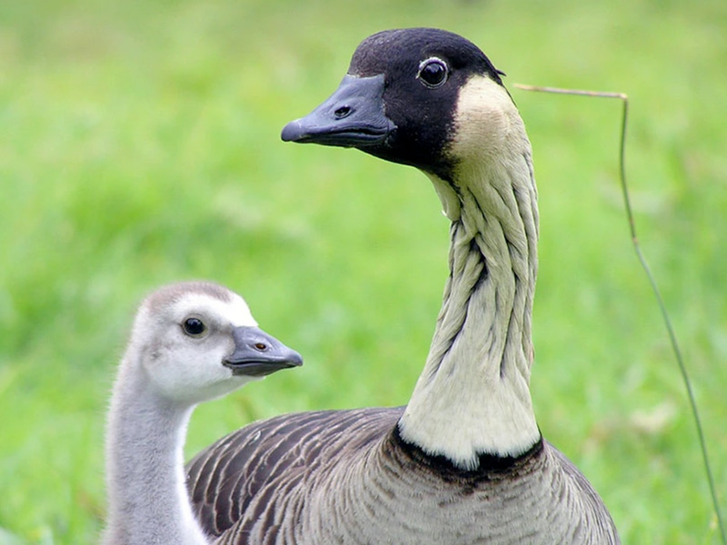 Nene goose WWT Slimbridge