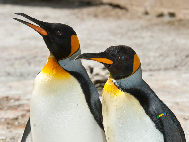 King Penguins at Birdland