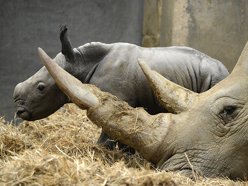 Rhinocalfsat Cotswold Wildlife Park