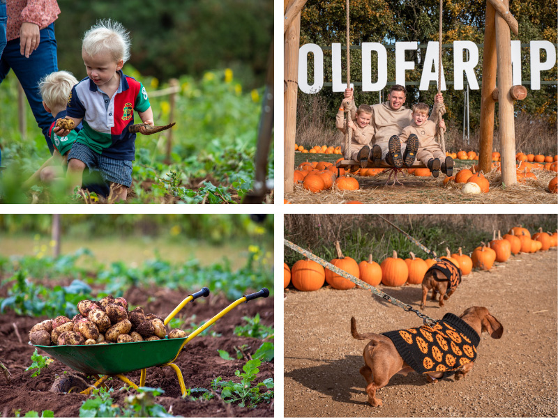 Pumpkin patch at Cotswold Farm Park