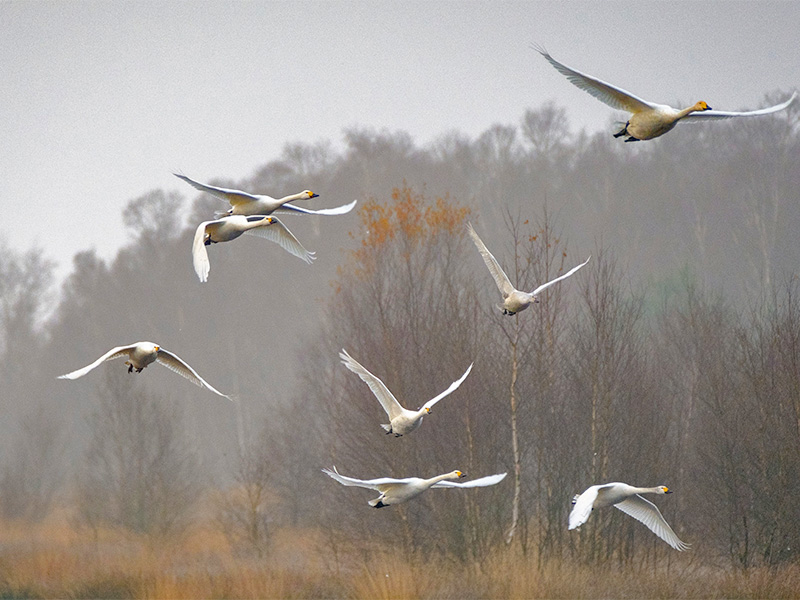 WWT Slimbridge Swans