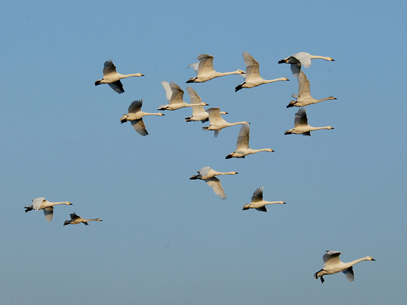 WWT Slimbridge Wetland Centre Swanfall