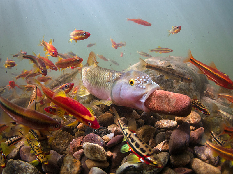 Wildlife Photographer of the Year at Nature in Art