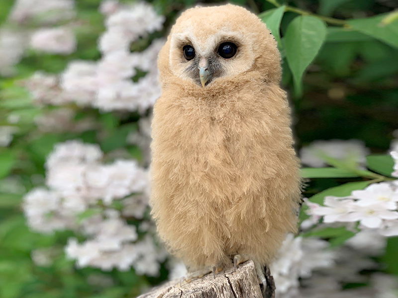 Mottled Owl at Cotswold Falconry Centre