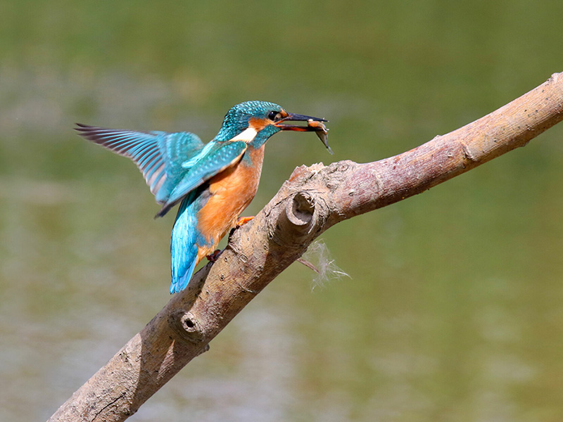 WWT Slimbrdige Kingfisher