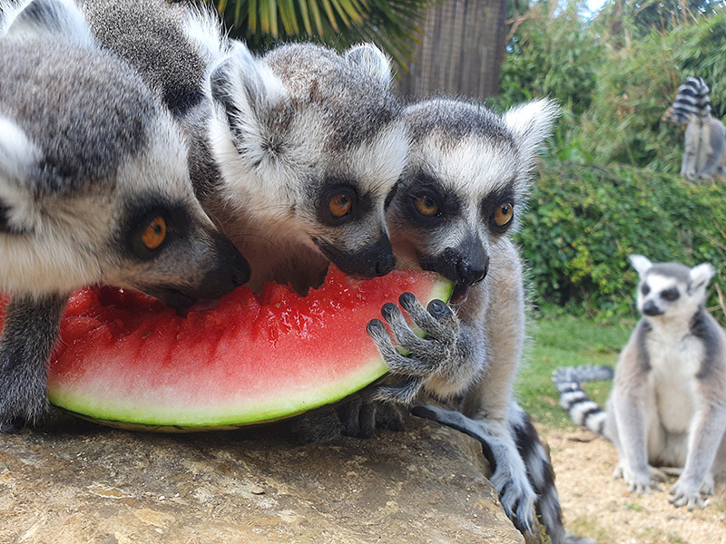 Cotswold Wildlife Park hot animals