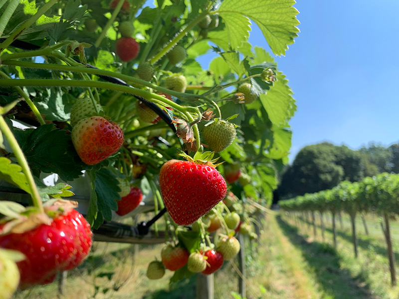 PYO Strawberries at Primrose Vale