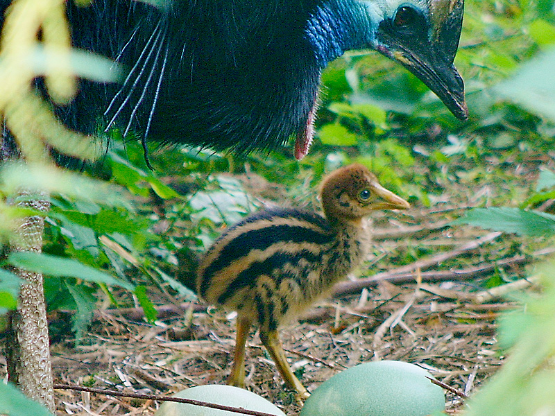 Cassowary chick Birdland