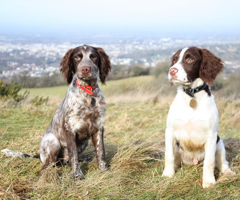 Dog Friendly Places to Stay in the Cotswolds