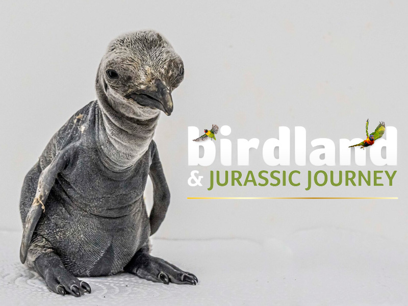 King Penguin chick at Birdland 2026