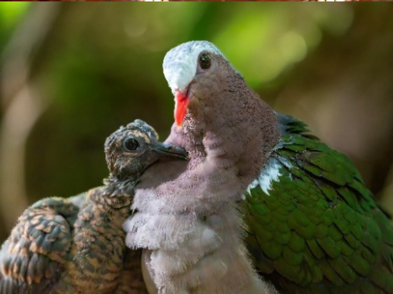 Cotswold Wildlife Park breeding