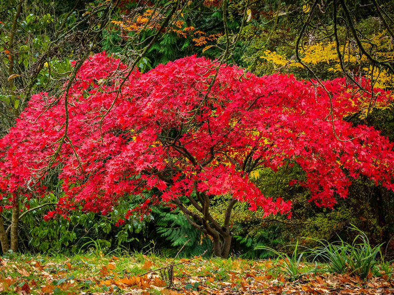 Autumn Cotswolds Batsford Arboretum