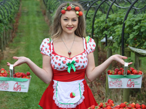 Strawberries now in abundance at Over Farm Market near Gloucester