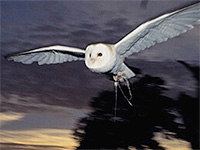 The Barn Owl Centre