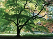 Westonbirt Arboretum